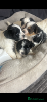 Biewer Terrier dogs Beautiful Biewer puppies for sale - Advert 1