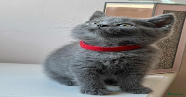 British Shorthair cats - Advert 1