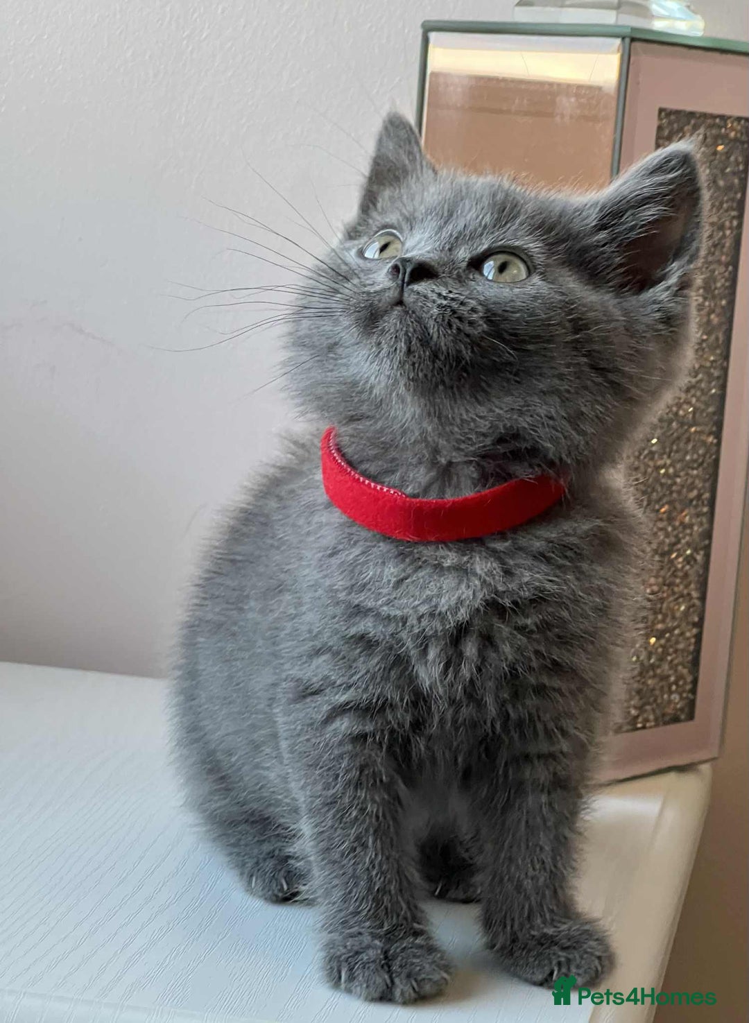 British Shorthair cats for sale: British Shorthair kittens - Image 1