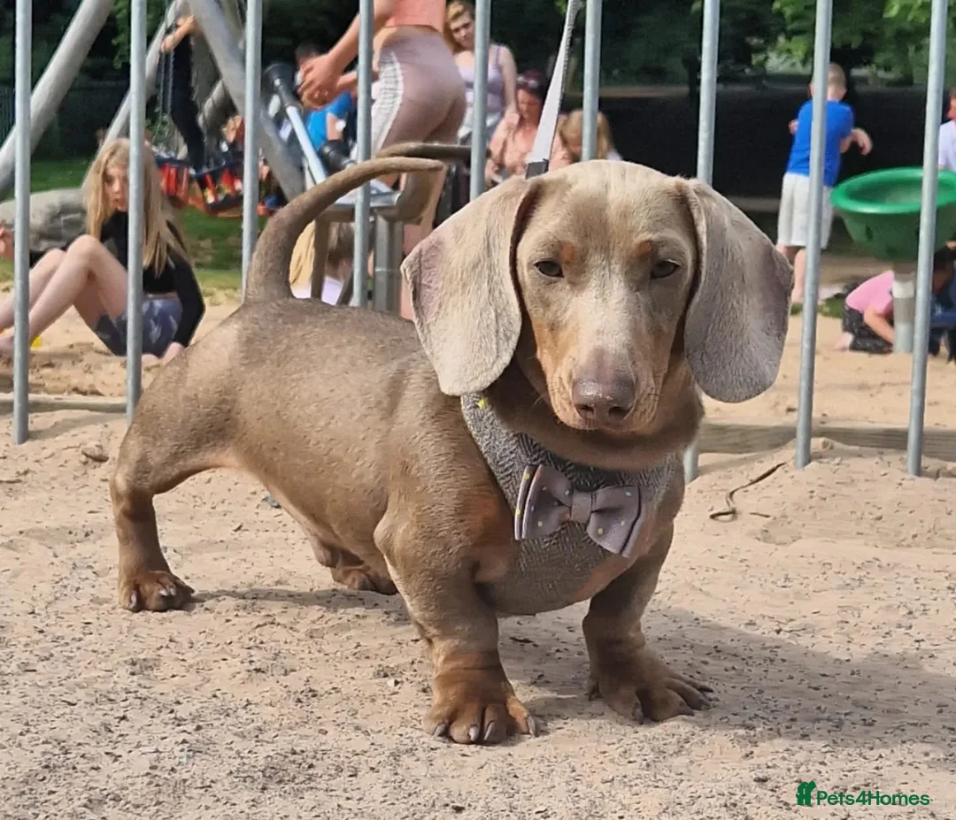 Miniature Dachshund dogs for stud: **RogueRoyales Hennessy** PRA Clear Isabella & Tan in Wolverhampton - Advert 5