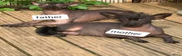 Mexican Hairless dogs for sale: Mexican hairless mini girls - Advert 2