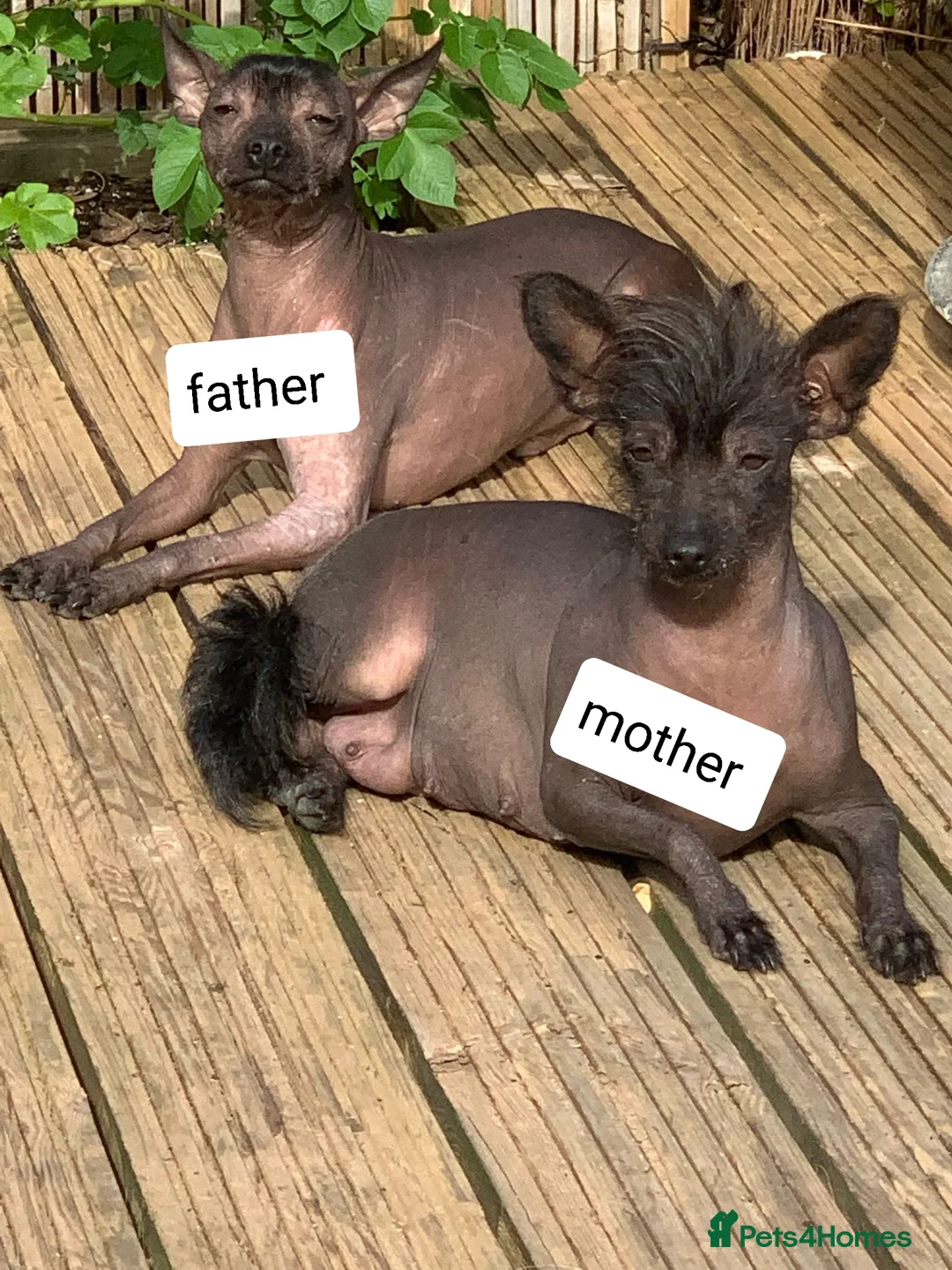 Mexican Hairless dogs for sale: Mexican hairless mini girls - Advert 2