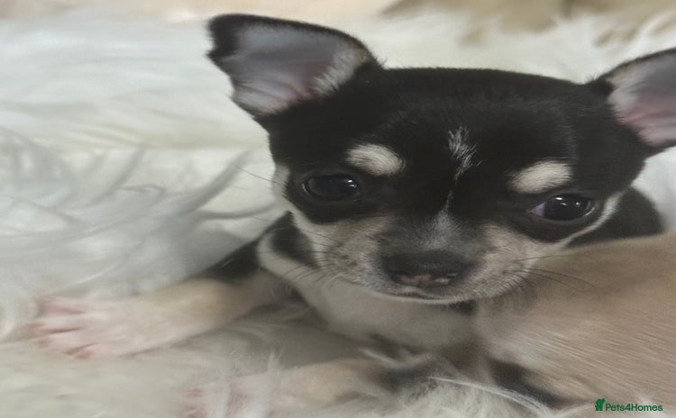 Chihuahua dogs - Advert 1