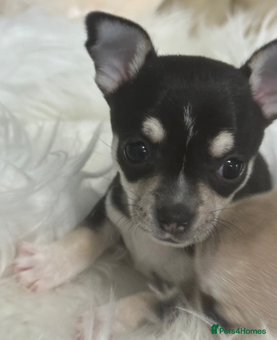 Chihuahua dogs for sale: For sale  - Image 1