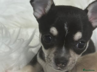 Chihuahua dogs - Advert 3