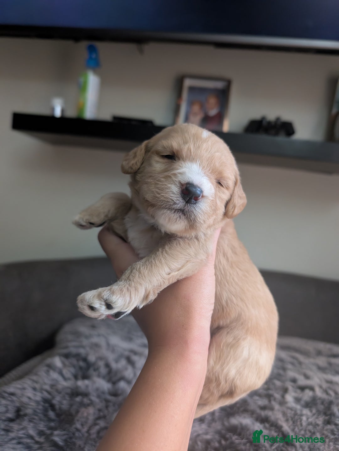 Labradoodle dogs for sale: F1 Labradoodle puppies  - Image 5