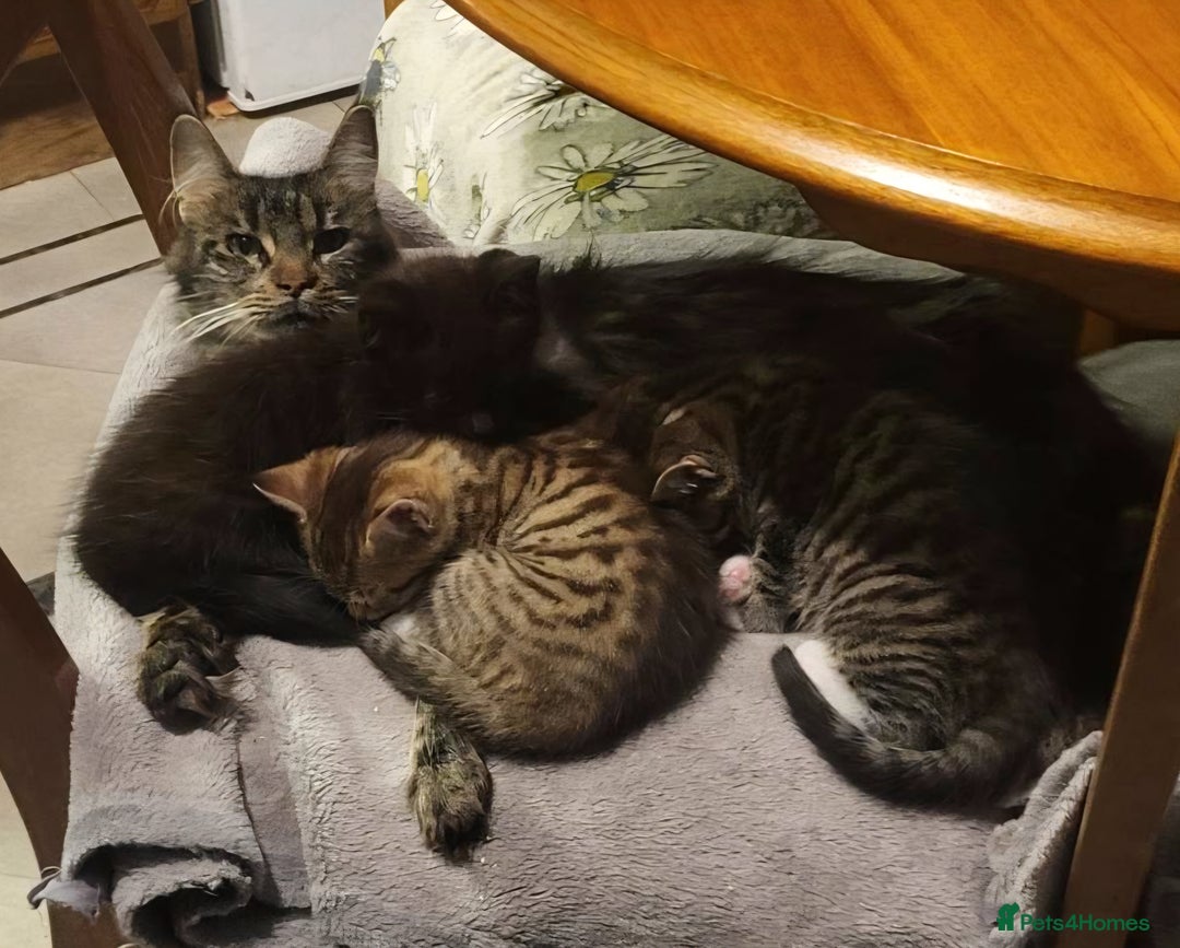 Maine Coon cats for sale: Maine Coon cross Bengal - Advert 8