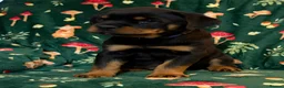 Rottweiler dogs for sale: Beautiful Rottweiler Puppies Available  - Advert 33