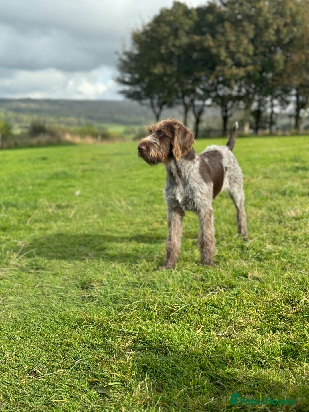 German Wirehaired Pointer dogs for sale: Pedigree KC Registered German Wirehaired Pointers - Advert 3