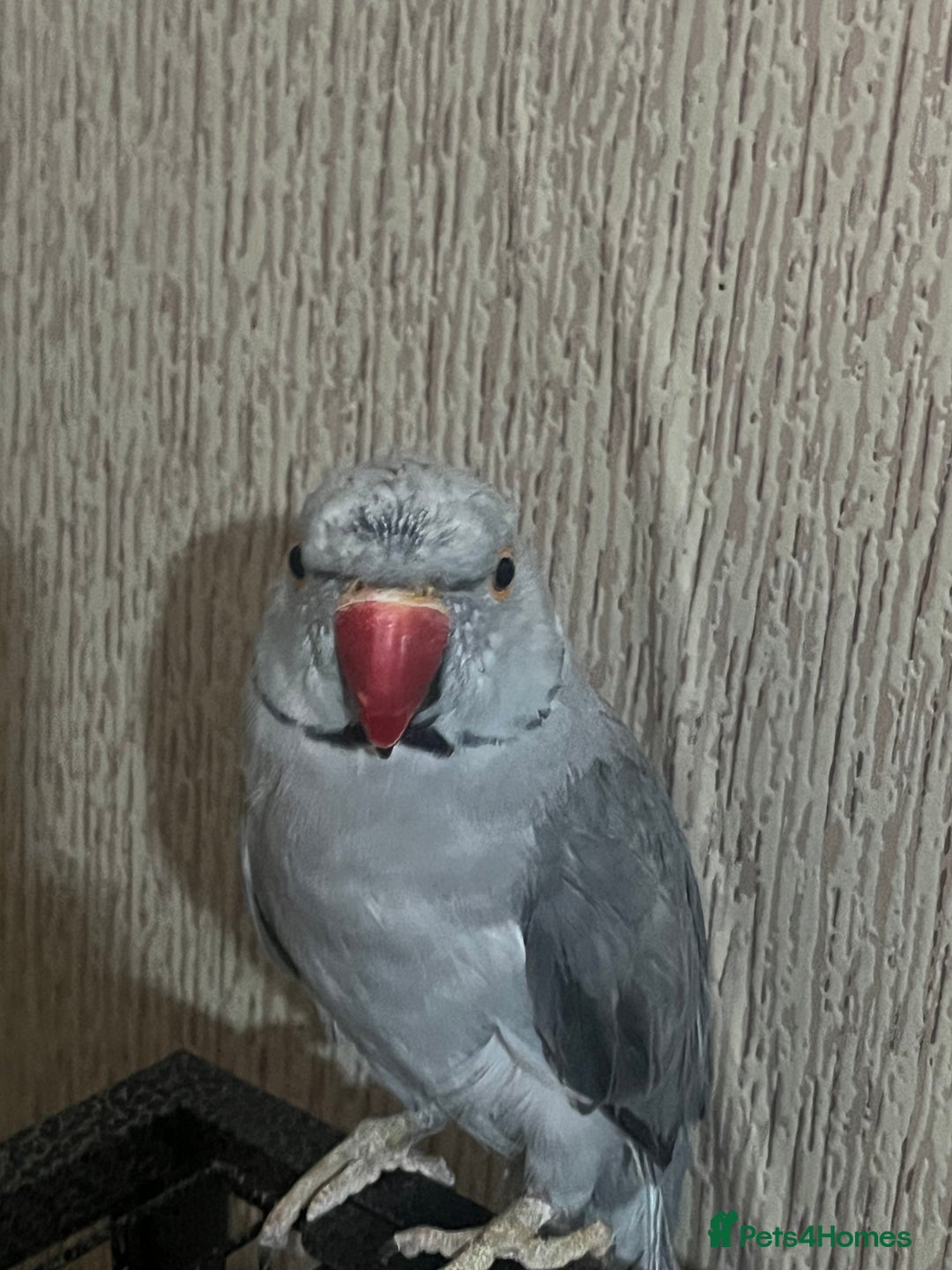Ringnecks birds for sale: Ring necks for sale different colours  - Image 3