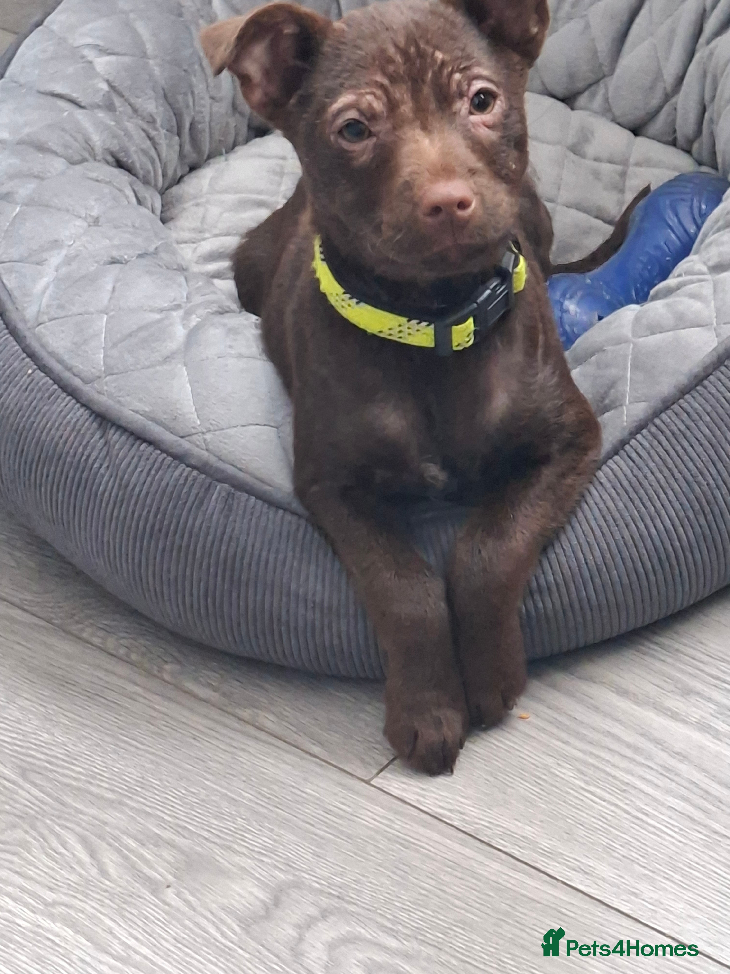 Patterdale Terrier dogs 4 month old Patterdale Terrier  in Cramlington - Advert 2