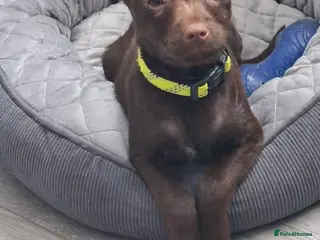 Patterdale Terrier dogs 4 month old Patterdale Terrier in Cramlington - Advert 2