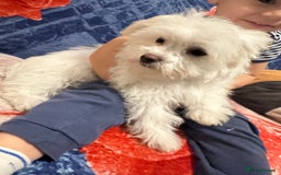 Bichon Frise dogs for sale: 3 Little puppies Bichon frise - Image 8