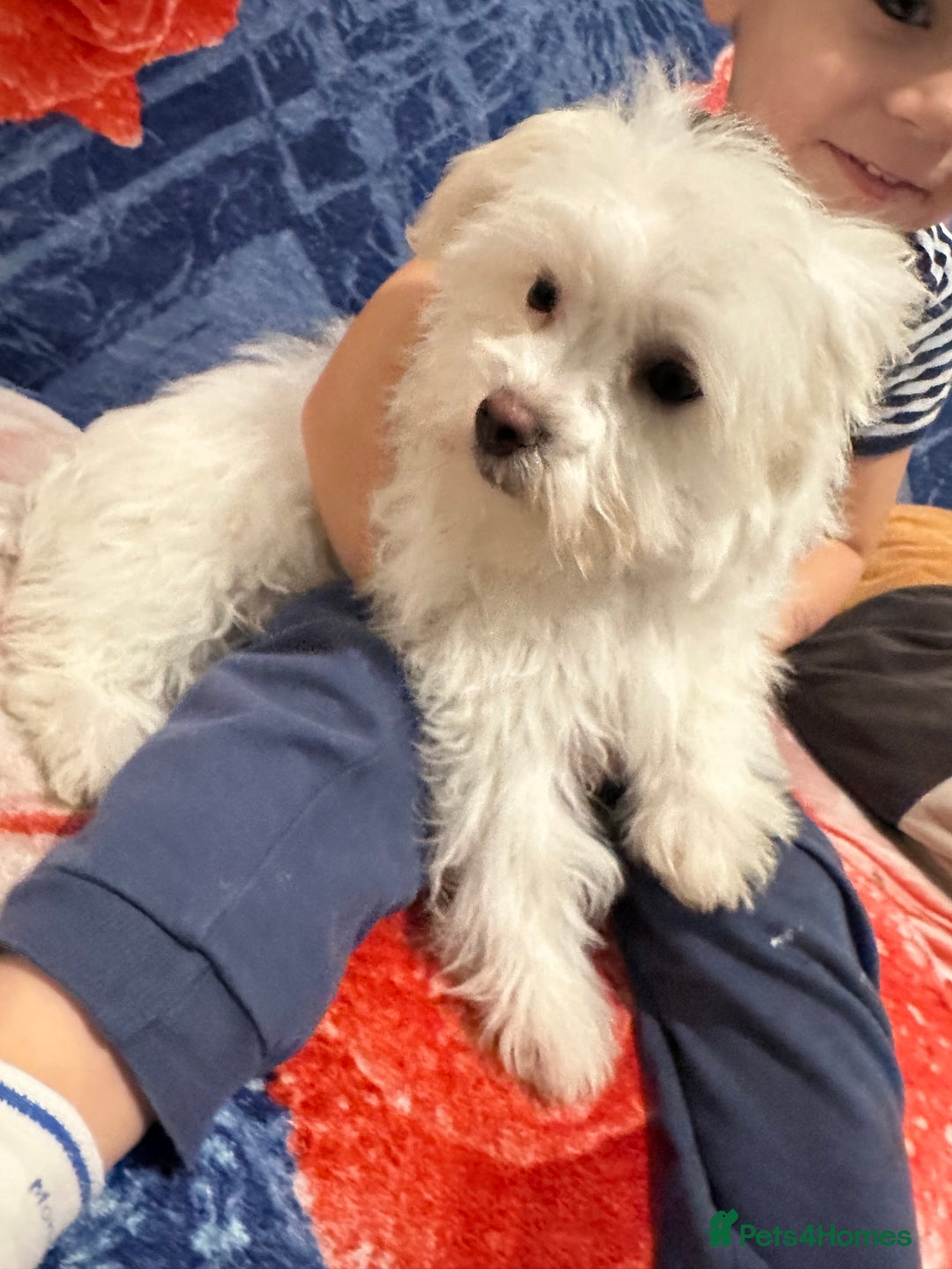 Bichon Frise dogs for sale: 3 Little puppies Bichon frise - Image 8