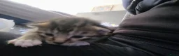 Mixed Breed cats for sale: 4 beautiful kittens  - Advert 8
