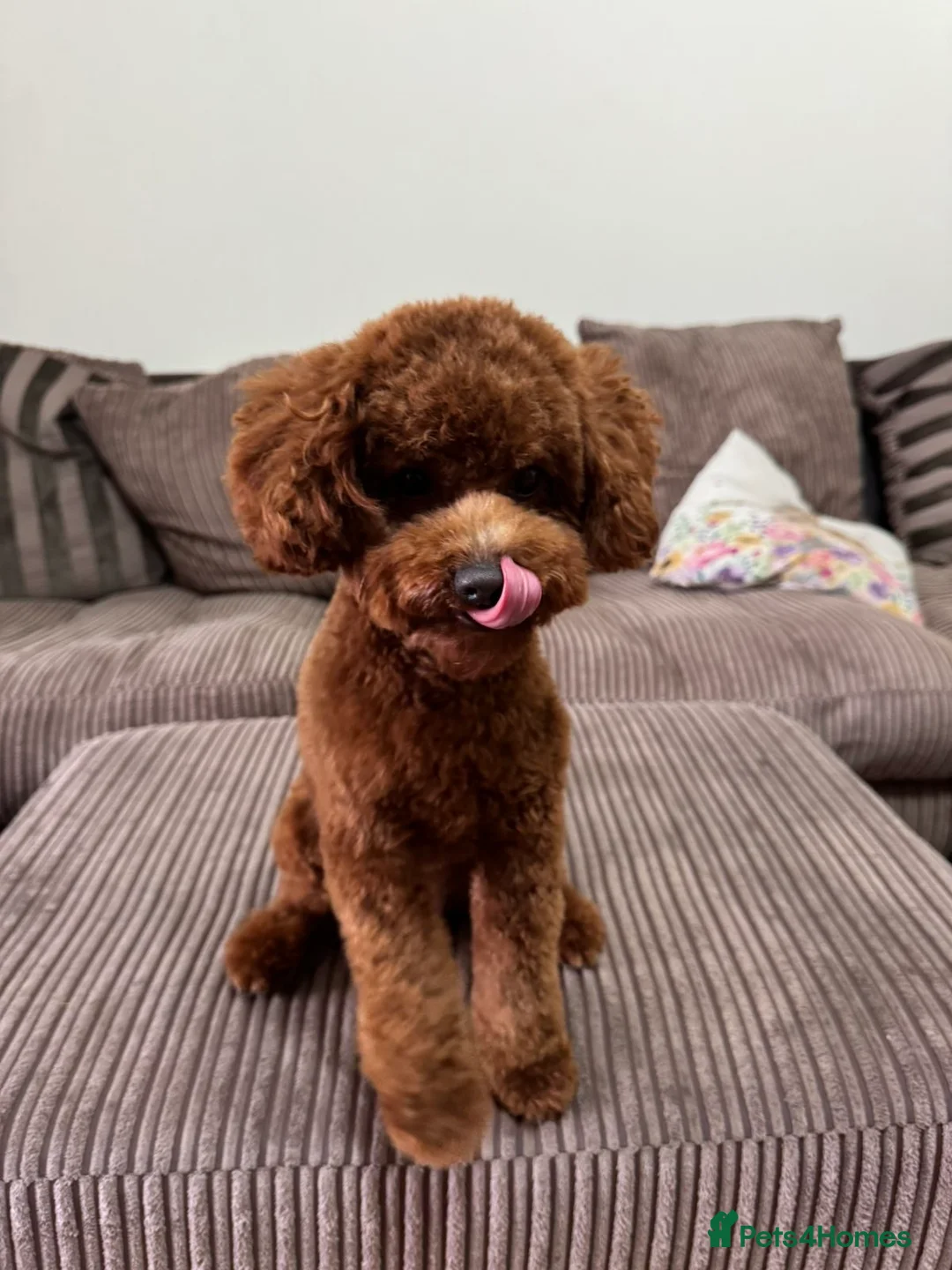Toy Poodle dogs for stud: Gorgeous Red Toy Poodle Stud-Friendly 🩵 - Advert 7