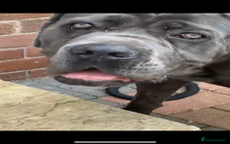 Cane Corso dogs for sale: Meet zues - Advert 3