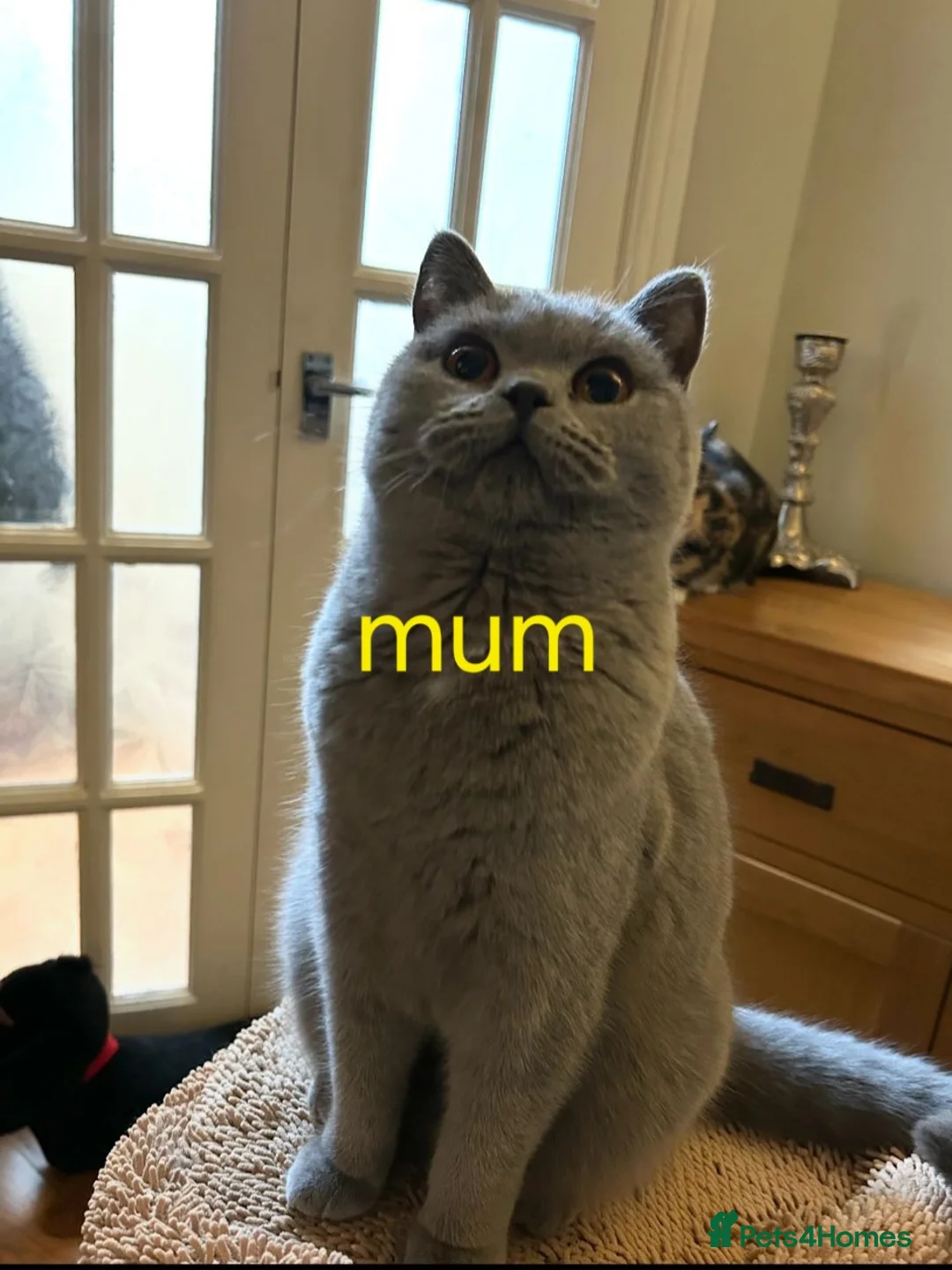British Shorthair cats for sale: Grey British shorthair Female - Advert 10