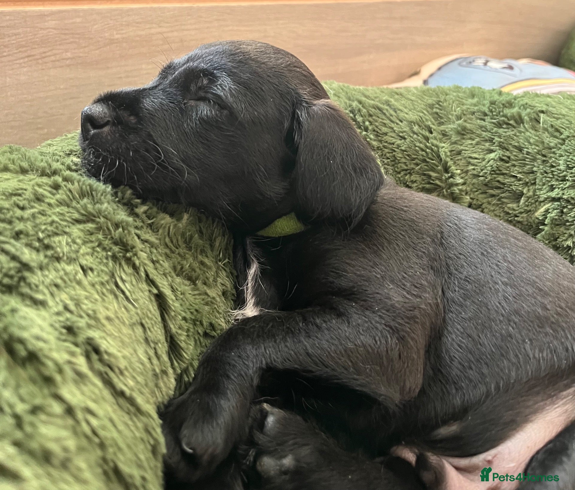 Patterdale Terrier dogs Stunning spooktacular Patterdale puppies  - Advert 2