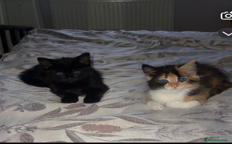 Domestic Shorthair cats - Advert 1