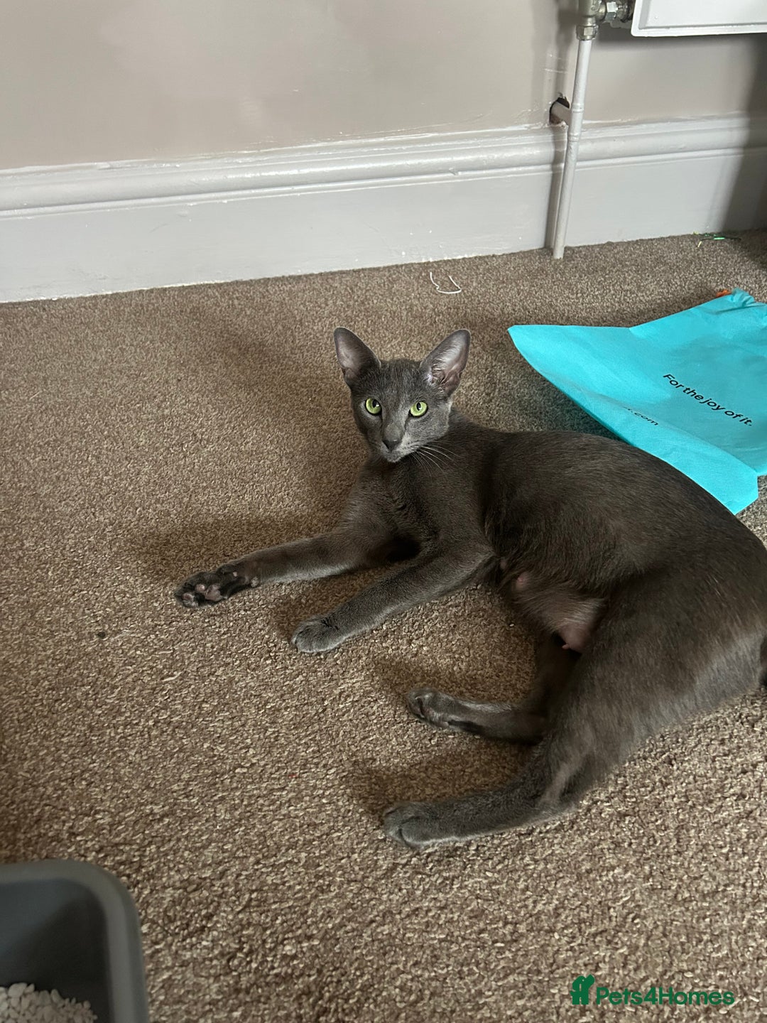 Mixed Breed cats for sale: Oriental cross kittens  - Advert 15