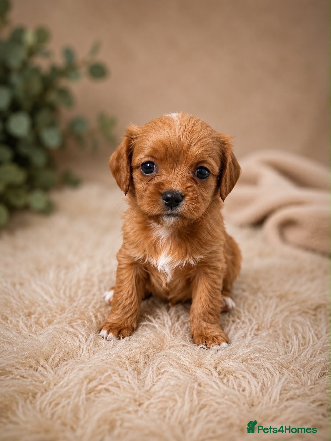 Cavapoo dogs F1 fox Red cavapoo  - Advert 5