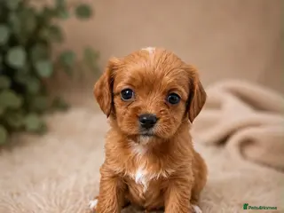 Cavapoo dogs F1 fox Red cavapoo - Advert 5