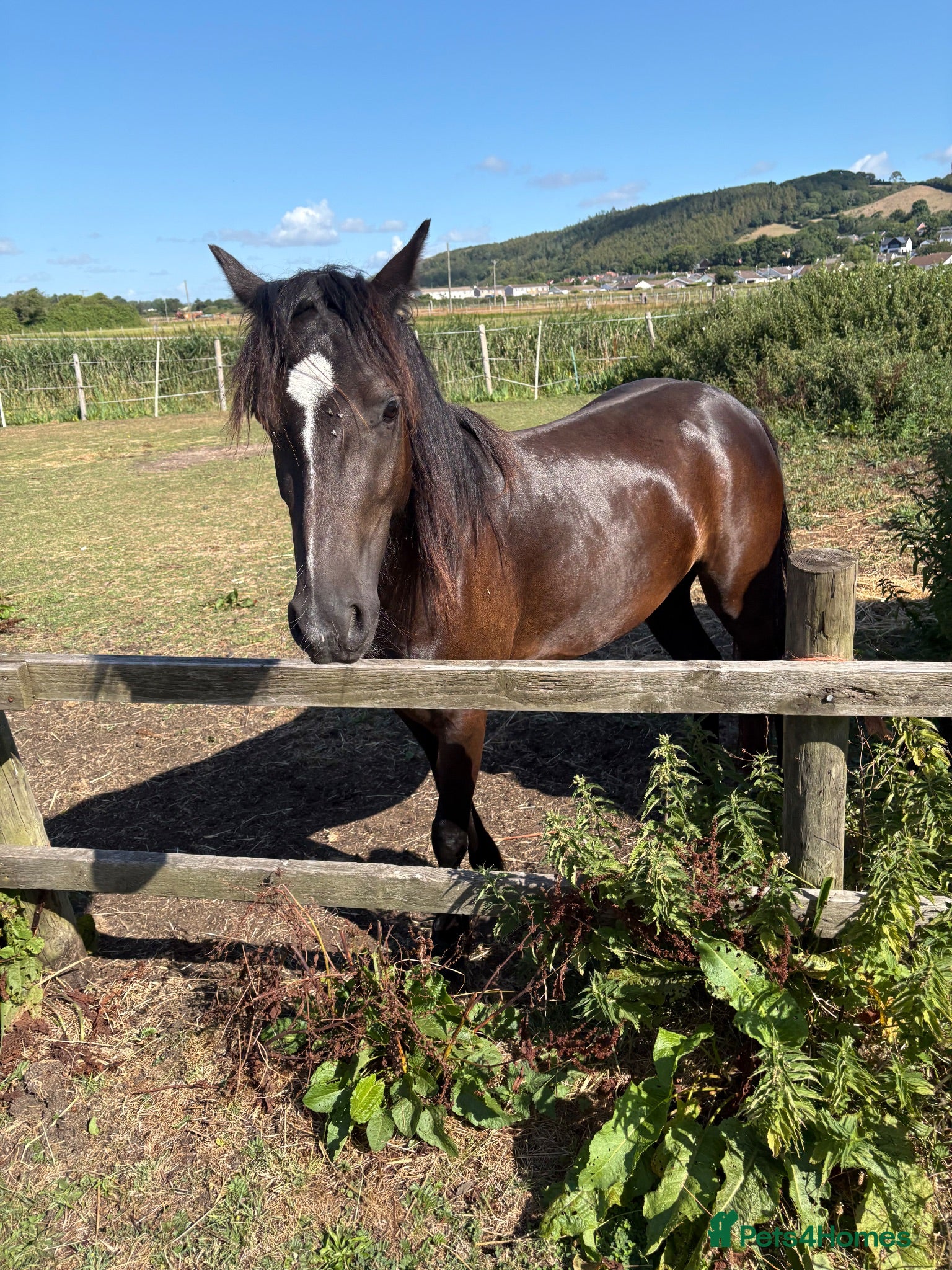 Welsh Section C horses 3 year old welsh section C mare - Advert 19