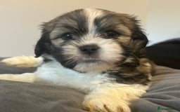 Mixed Breed dogs for sale: Beautiful Lhasa Apso X Bichon Frise puppies. - Image 2