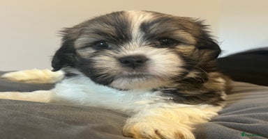 Mixed Breed dogs - Advert 6