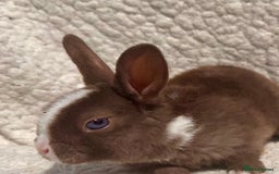 Rex rabbits for sale: chocolate vienna mini rex babies - Image 2