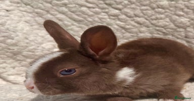 Rex rabbits - Advert 5
