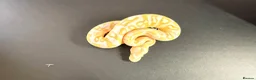 Python Snake reptiles for sale: 1.0 Leo Candy 66% het Pied - Advert 8