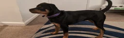 Rottweiler dogs for sale: 8.5 month old rottie in Plymouth - Advert 4