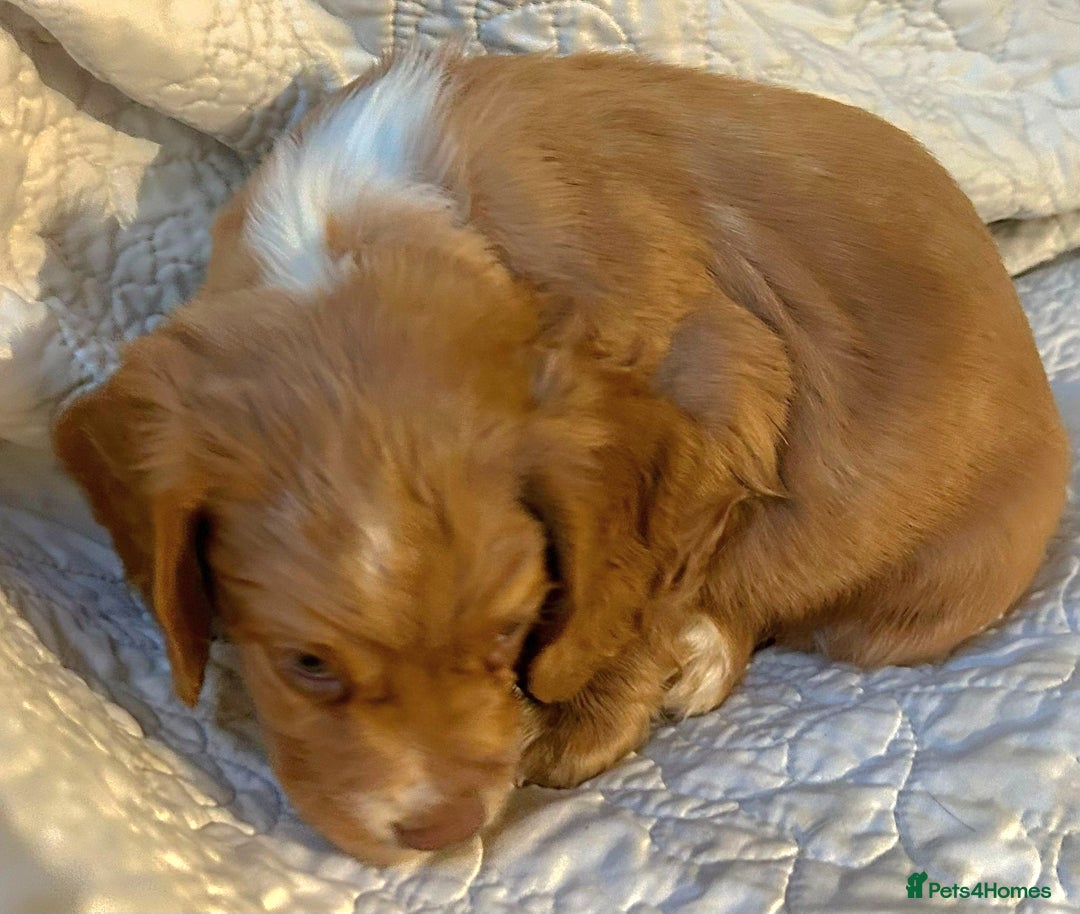 Cocker Spaniel dogs for sale: HEALTH CHECKED KC REG WORKING COCKER SPANIELS  - Advert 16