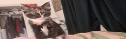 Mixed Breed cats for sale: Tortie kitten available  - Advert 6