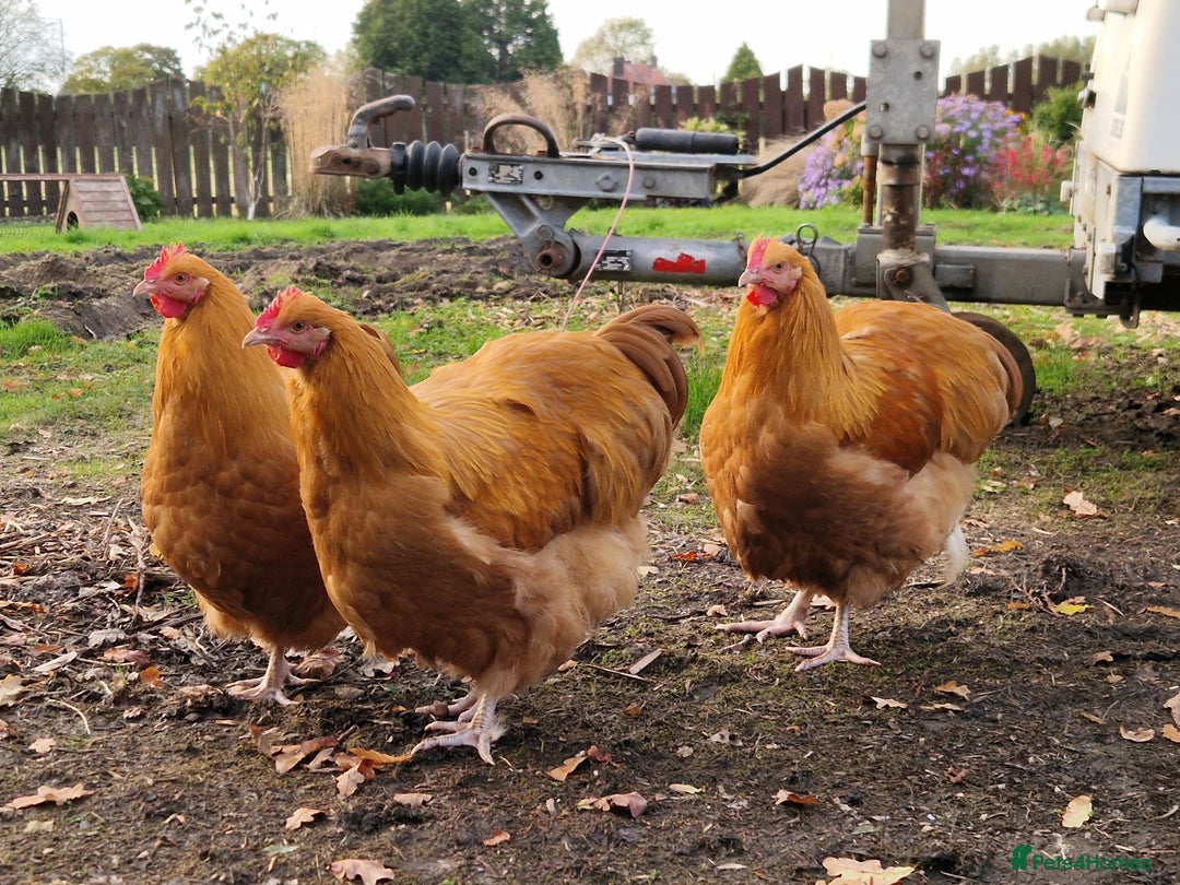 Chickens poultry for sale: Buff Orpington Cockerels - Image 2