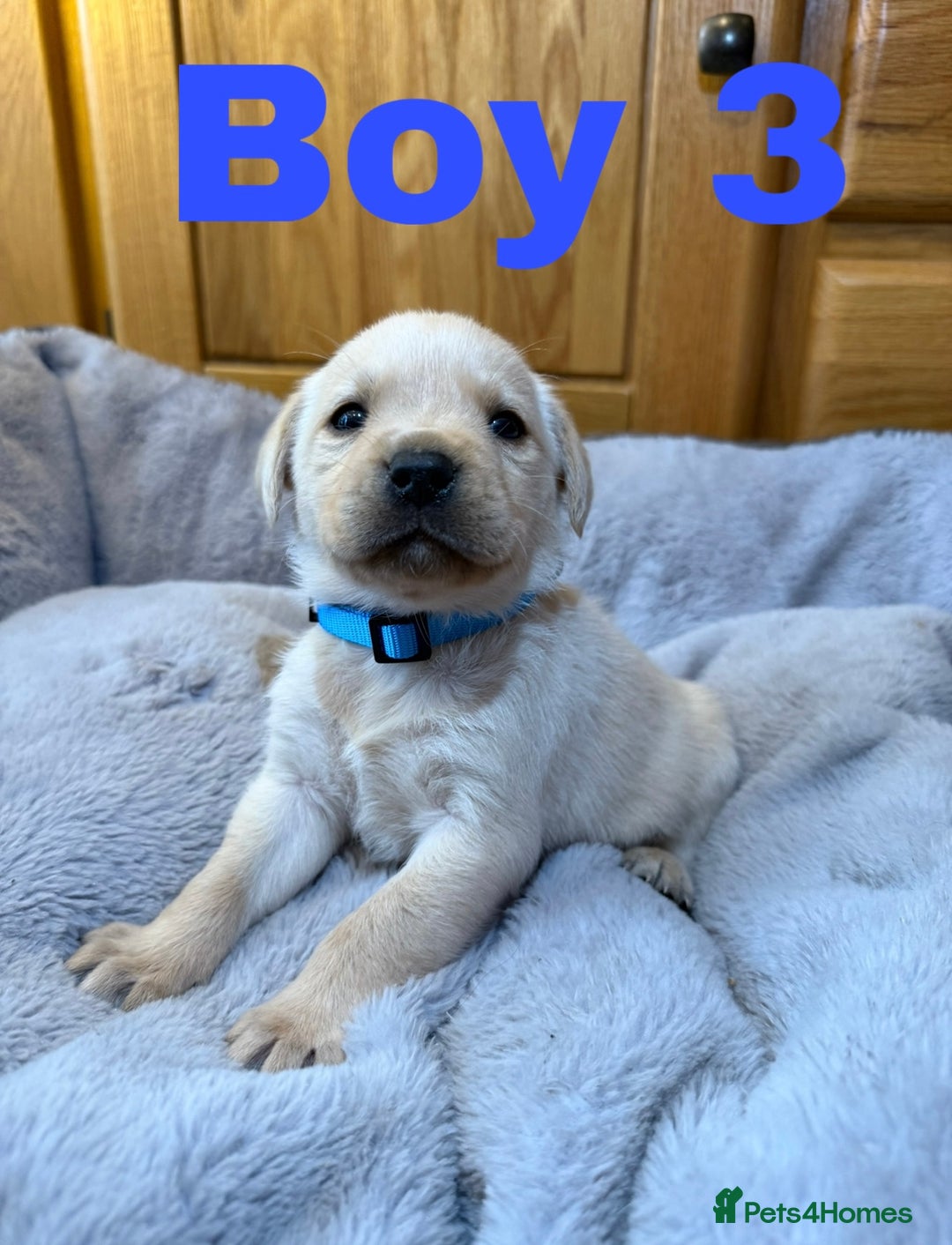 Labrador Retriever dogs for sale: Lovely Purebred Labrador Puppies - Advert 4