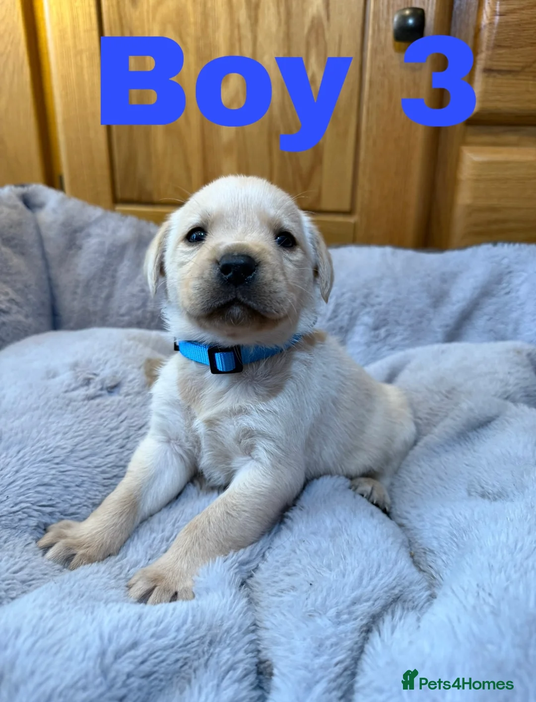 Labrador Retriever dogs for sale: 2 left- Purebred Labrador Puppies - Advert 4