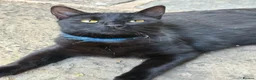 British Shorthair cats for sale: Black young cat looking for loving home - Advert 3