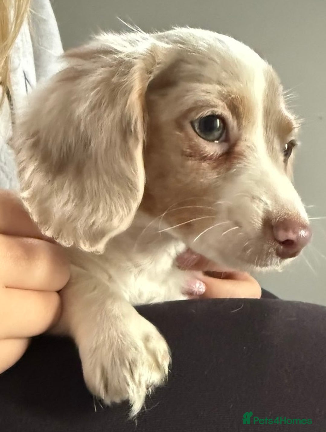 Miniature Dachshund dogs for sale: RE-OPENED AD 2x KC mini long haired 5* ready now  - Advert 5