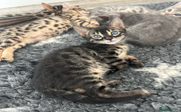 Bengal cats - Advert 14