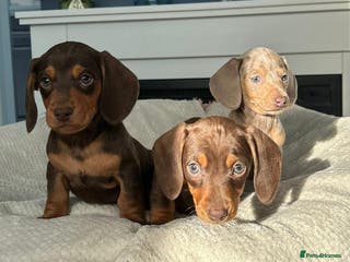 Dachshund dogs STUNNING MINI KC REG PRA CLEAR - Advert 4