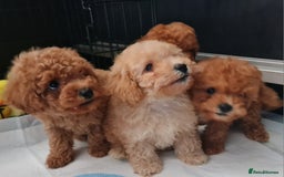 Toy Poodle dogs for sale: Tiny kc Russian background toy poodle poppies  - Image 2