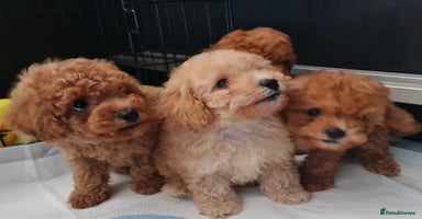 Toy Poodle dogs - Advert 7