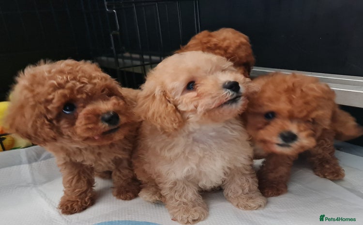 Toy Poodle dogs - Advert 6