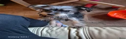 Yorkshire Terrier dogs for sale: 1 maleYorkshire  terrier puppy  - Advert 4