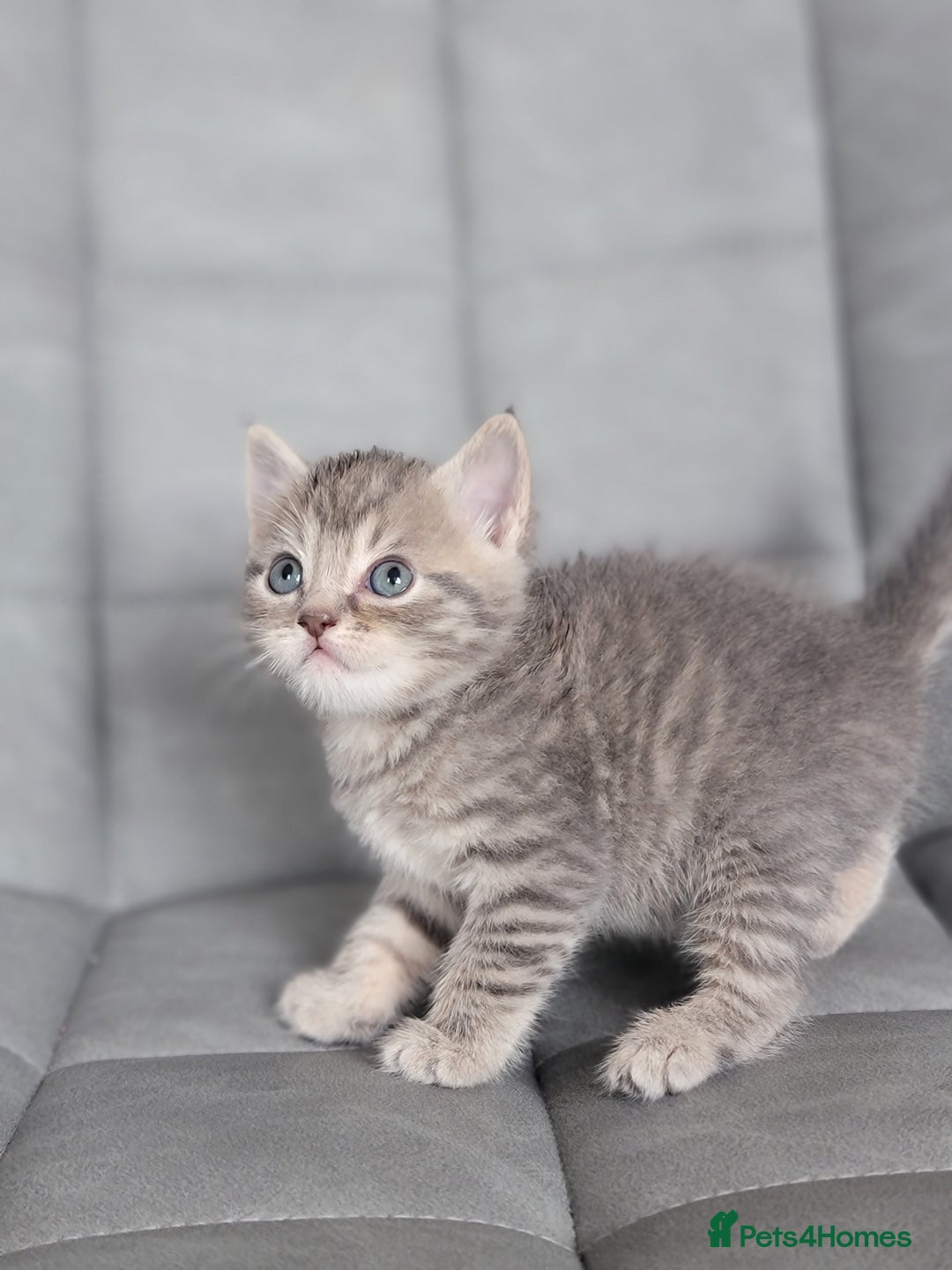 Scottish Fold cats for sale: Healthy and beautiful Scottish fold kittens - Image 14