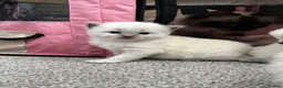 Ragdoll cats for sale: Pure blue point ragdolls  - Advert 32