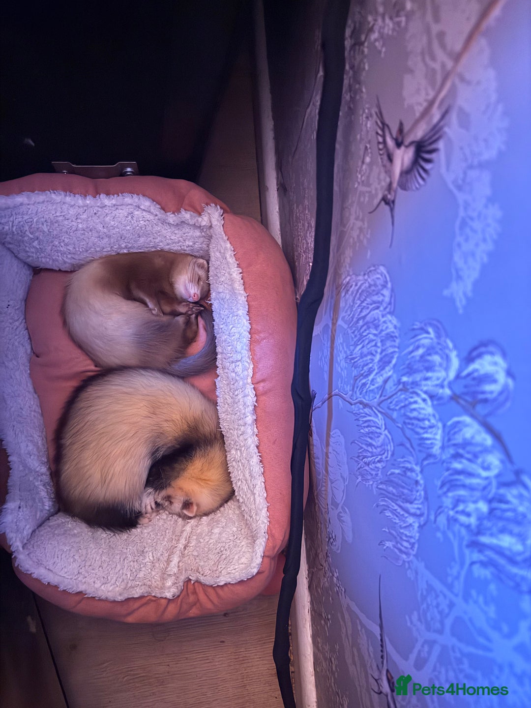 Ferret rodents for sale: Fifi & Skunk - Advert 4